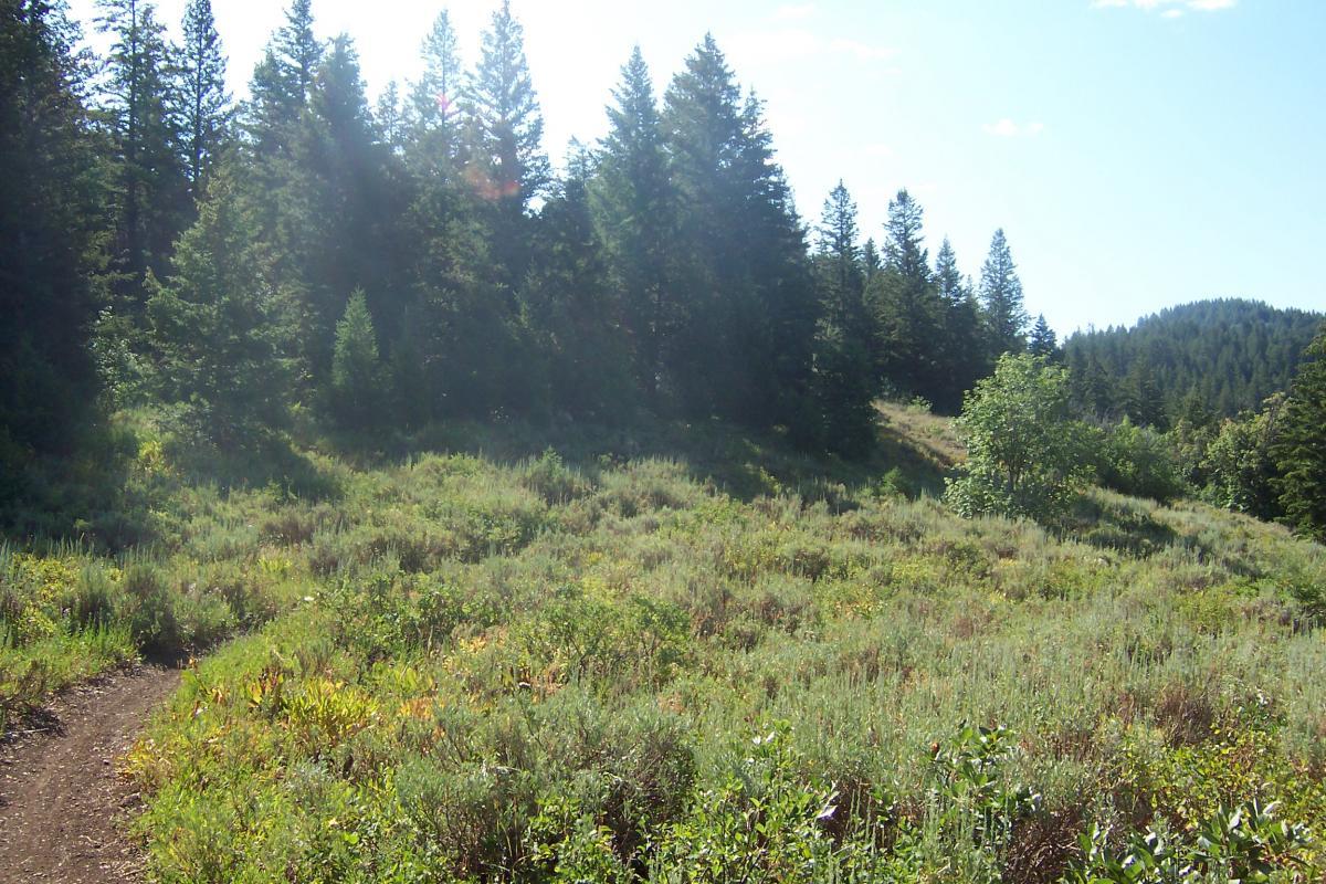 A scenic view of a lush green meadow surrounded by tall coniferous trees under a clear blue sky. A dirt path meanders through the grass, inviting exploration of the natural landscape. Sunlight filters through the trees, creating a tranquil and serene atmosphere. Jardine Juniper mountain bike trail.