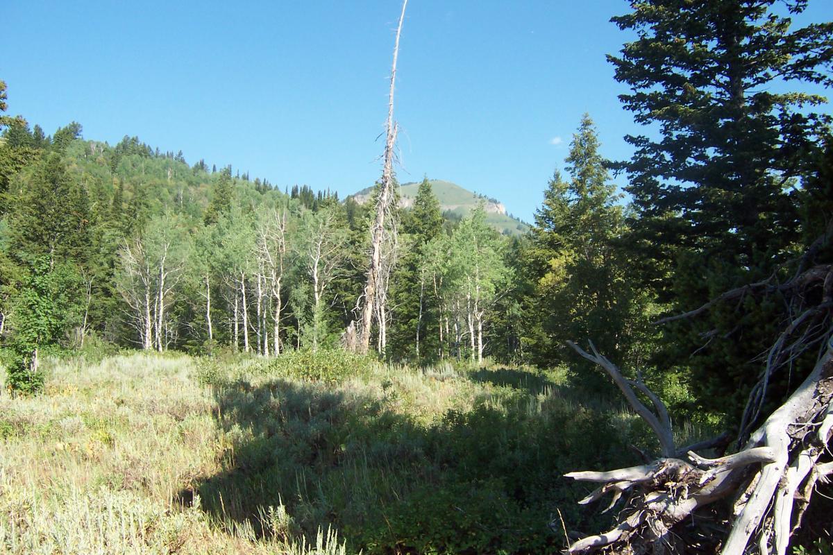 A tranquil forest landscape featuring a mix of trees, including tall conifers and aspen, under a clear blue sky. In the background, a green mountain rises, while a dead tree stands prominently in the foreground. The area is lush with green foliage and grasses, creating a serene natural setting. Jardine Juniper mountain bike trail.