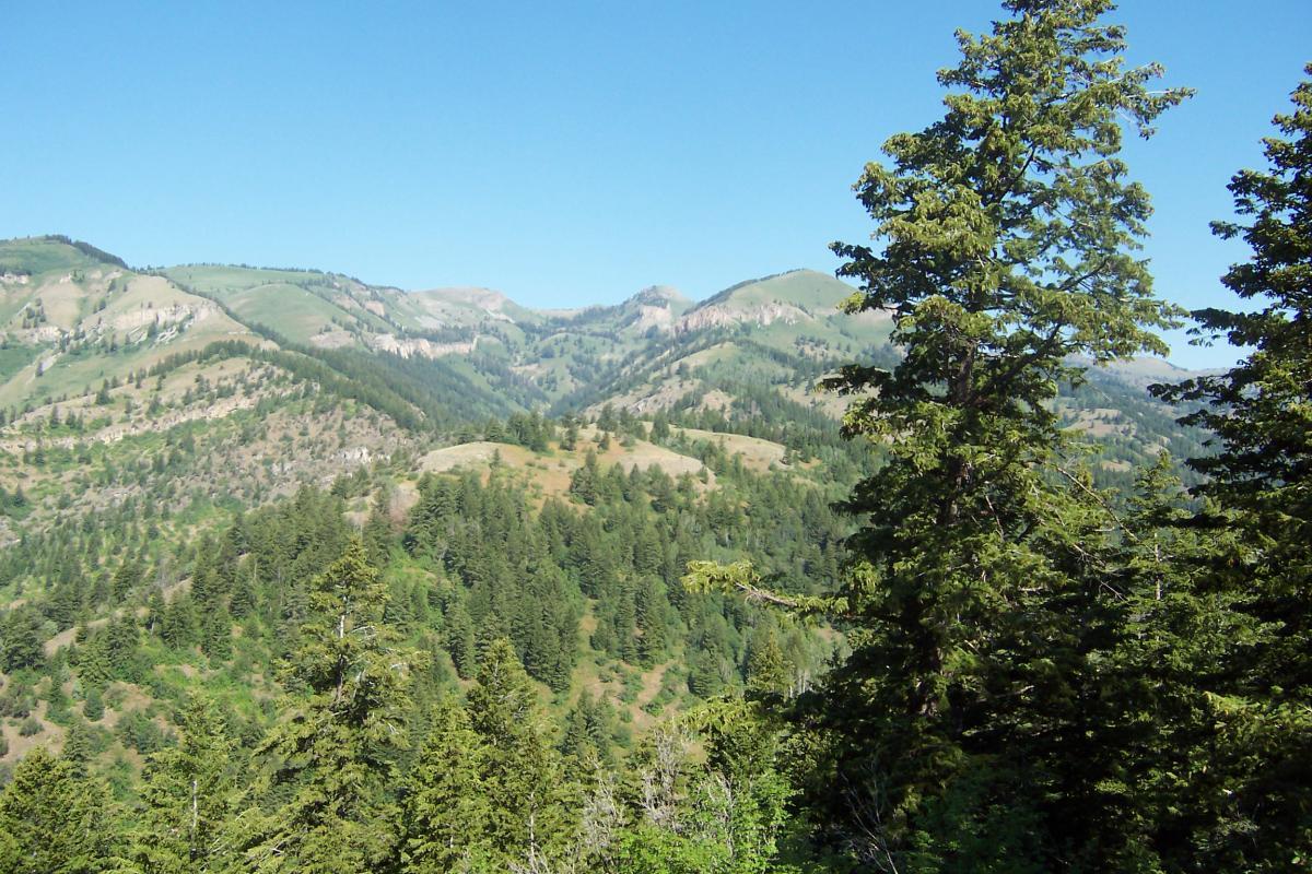 A panoramic view of lush, green mountains and hills under a clear blue sky, featuring a foreground of tall evergreen trees. The landscape showcases varying elevations and dense vegetation, highlighting the natural beauty of the wilderness. Jardine Juniper mountain bike trail.