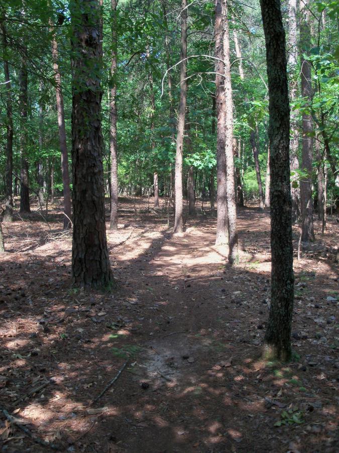 A narrow dirt path lined by tall trees in a lush green forest, with dappled sunlight filtering through the leaves and casting shadows on the ground. Pine needles and small pine cones are scattered along the trail, creating a natural woodland setting. Sadler's Creek mountain bike trail.