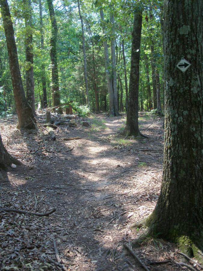 A dirt path winding through a dense forest, flanked by tall trees with green leaves. Sunlight filters through the canopy, illuminating the trail scattered with fallen leaves and twigs. A directional trail marker is visible on a nearby tree. Sadler's Creek mountain bike trail.