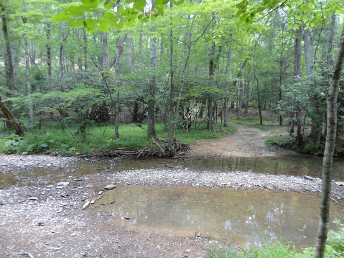 A peaceful forest scene featuring a gentle stream flowing through the woods. Tall trees with green foliage surround the area, and the ground is a mix of gravel and grass, leading to a fork in the path where one trail diverges off into the lush greenery. The sunlight filters through the leaves, creating a serene and tranquil atmosphere. Pandapas Pond / Poverty Creek mountain bike trail.