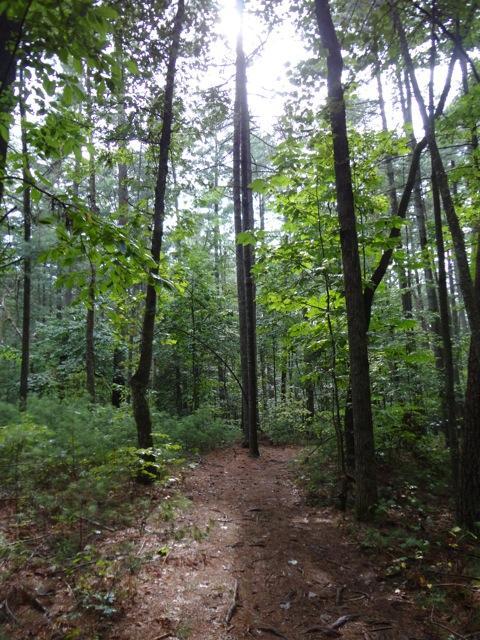 A tranquil forest pathway lined with tall trees, dappled sunlight filtering through the leaves above, creating a serene and inviting atmosphere. Dark Mountain Trail mountain bike trail.