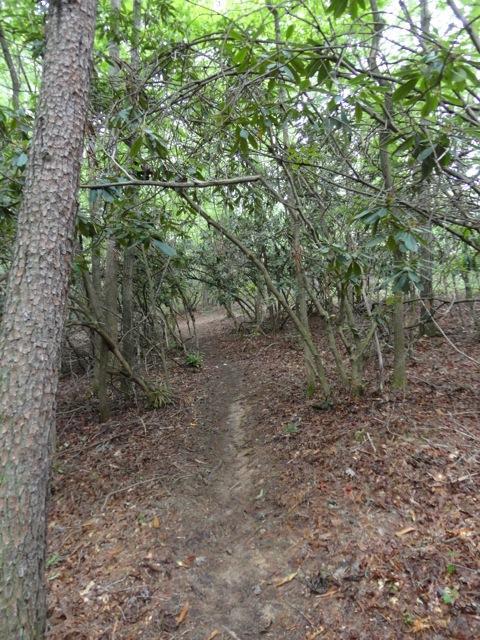 A narrow dirt path winding through a densely wooded area, surrounded by trees and lush green foliage, with hints of sunlight filtering through the leaves above. The forest floor is covered in brown leaves and natural debris. Dark Mountain Trail mountain bike trail.
