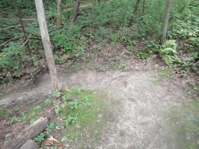 A clearing in a wooded area featuring a slightly eroded path lined with green vegetation, ferns, and scattered fallen logs. The ground is mostly bare dirt with patches of moss, surrounded by trees. Van Peenen - Blue/black Trails mountain bike trail.