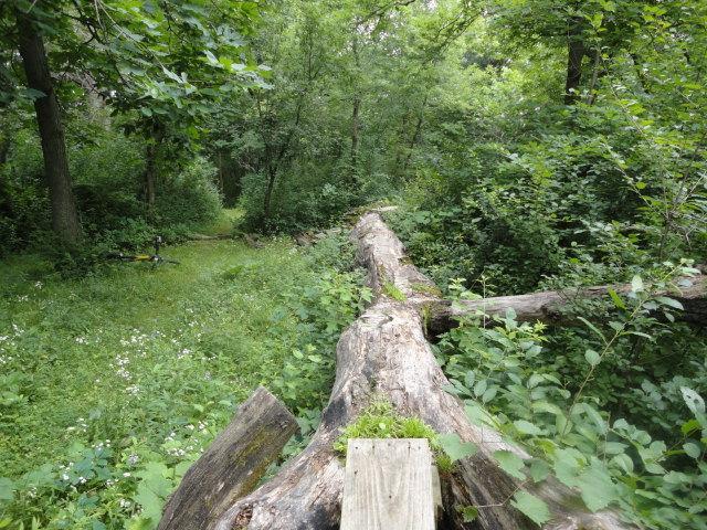 A fallen log stretches across a lush, green forest path surrounded by dense foliage, with vibrant greenery and small white flowers dotting the ground. Sunlight filters through the leaves above, creating a serene woodland atmosphere. Van Peenen - Blue/black Trails mountain bike trail.