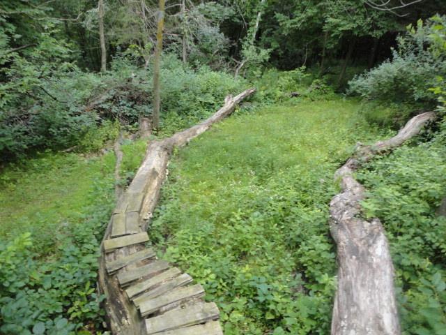 A peaceful forest scene featuring a winding fallen log in a lush green setting. The ground is covered with vibrant grass and small plants, while dense trees and foliage surround the area, creating a serene natural atmosphere. Van Peenen - Blue/black Trails mountain bike trail.