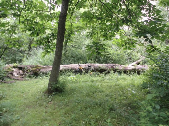 A peaceful forest scene featuring a large fallen tree surrounded by lush green grass and dense foliage. Sunlight filters through the leafy branches overhead, creating a serene atmosphere in the natural setting. Van Peenen - Blue/black Trails mountain bike trail.