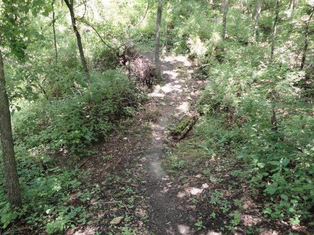 A narrow dirt path winding through a lush green forest, surrounded by dense bushes and trees, with dappled sunlight filtering through the leaves. Van Peenen - Blue/black Trails mountain bike trail.