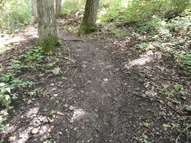 A narrow dirt path winding through a wooded area, flanked by two trees and surrounded by lush greenery and foliage. The ground is uneven with some rocks and scattered leaves. Sunlight filters through the trees, creating dappled light on the path. Van Peenen - Blue/black Trails mountain bike trail.