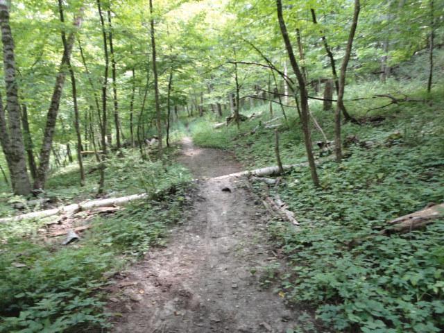 A narrow, dirt path winding through a lush green forest, surrounded by tall trees and undergrowth. Sunlight filters through the leaves, creating a serene and inviting atmosphere for hiking or exploring nature. Van Peenen - Blue/black Trails mountain bike trail.