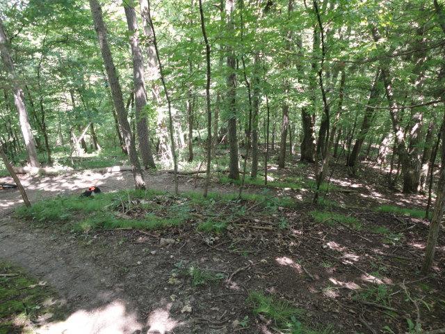 A peaceful forest scene featuring a winding dirt path through dense greenery, tall trees, and underbrush. Sunlight filters through the leaves, creating dappled patterns on the forest floor. Van Peenen - Blue/black Trails mountain bike trail.