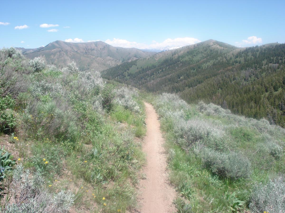 A winding dirt trail leads through lush green vegetation and wildflowers, set against a backdrop of rolling hills and distant mountains under a clear blue sky. Wolftone-curran mountain bike trail.