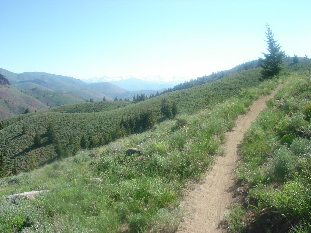 A scenic view of rolling green hills under a clear blue sky, with a narrow dirt path winding through the grassy landscape. Pine trees dot the hillsides, and distant mountains can be seen in the background, partially capped with snow. The image conveys a peaceful and natural outdoor setting. Imperial Gulch mountain bike trail.