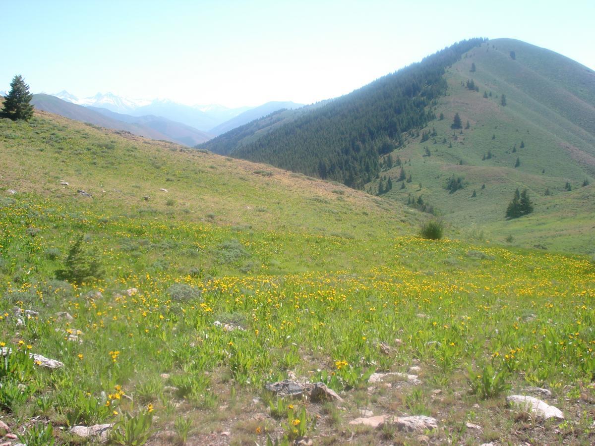 A scenic view of rolling hills covered in green grass and vibrant yellow wildflowers. In the background, snow-capped mountains rise under a clear blue sky, while patches of coniferous trees dot the sloping landscape. Imperial Gulch mountain bike trail.