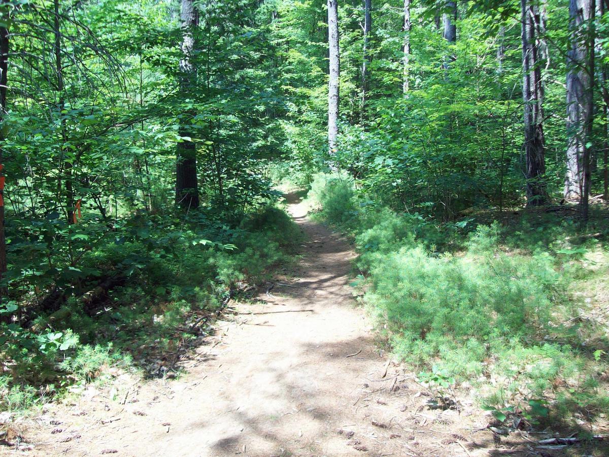 A winding dirt path through a lush green forest, surrounded by tall trees and underbrush, with dappled sunlight filtering through the leaves. Franklin Falls mountain bike trail.