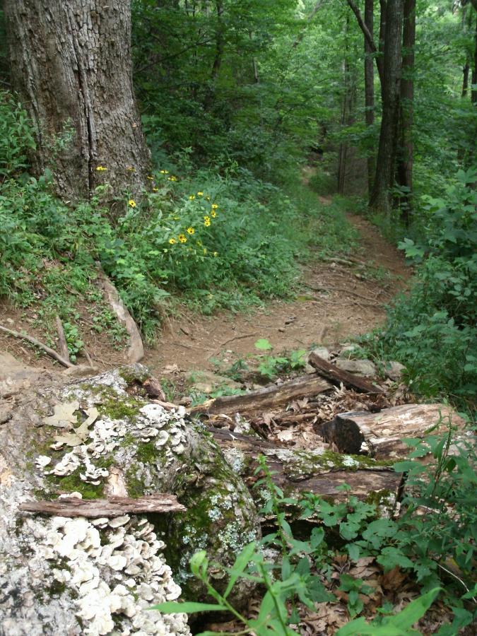 A serene forest path winding through dense greenery, with a large tree on the left side and patches of wildflowers along the edge. In the foreground, a moss-covered log with white fungi is visible, leading into a natural trail that disappears into the lush woods. Laurel Mountain mountain bike trail.