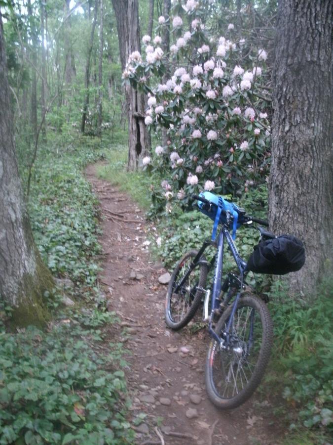 A mountain bike is leaning against a tree on a narrow dirt path winding through a lush green forest. To the right, a bush with pink and white blossoms adds a splash of color to the scene, while tall trees with dense foliage frame the trail. Laurel Mountain mountain bike trail.