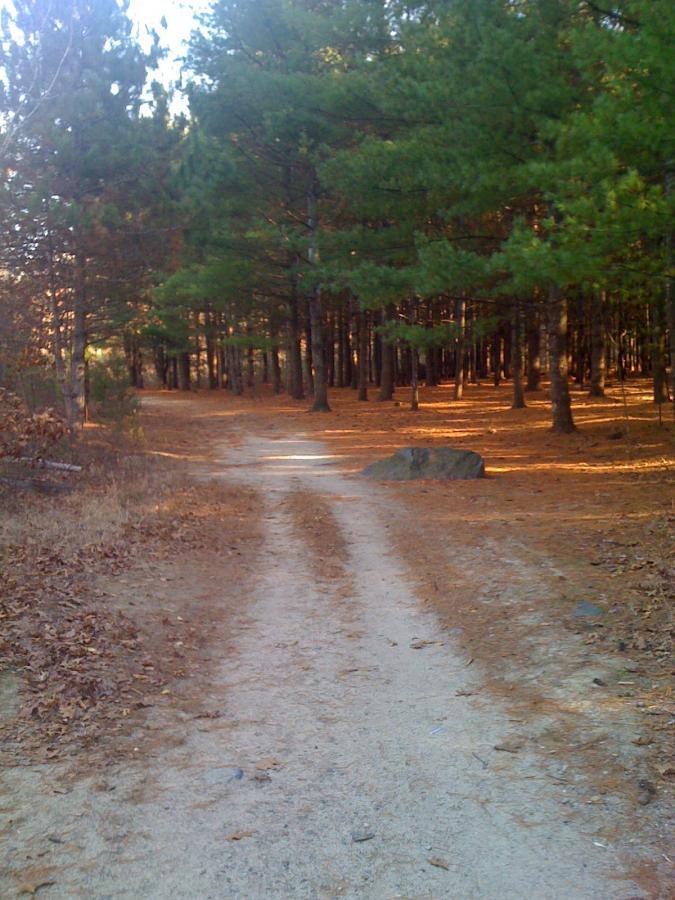 A dirt path winding through a forest filled with tall pine trees, surrounded by fallen leaves. The sunlight filters through the trees, casting dappled light on the ground. A large rock is visible on the right side of the path. Horn Pond mountain bike trail.