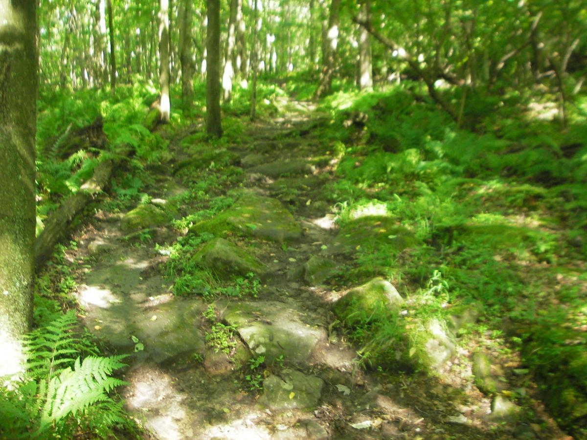 A winding dirt path through a lush green forest, featuring rocky terrain and ferns on either side, with dappled sunlight filtering through the trees above. Kennerdell mountain bike trail.