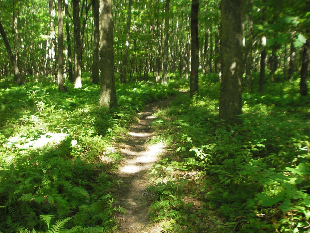 A winding dirt path through a lush green forest filled with tall trees and ferns, bathed in dappled sunlight. Kennerdell mountain bike trail.
