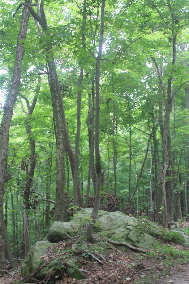 A serene forest scene featuring tall trees with lush green leaves. A large rock covered in moss and surrounded by fallen leaves sits on the forest floor, creating a natural and peaceful atmosphere. The sunlight filters through the tree canopy, illuminating the greenery. Great Seal State Park mountain bike trail.