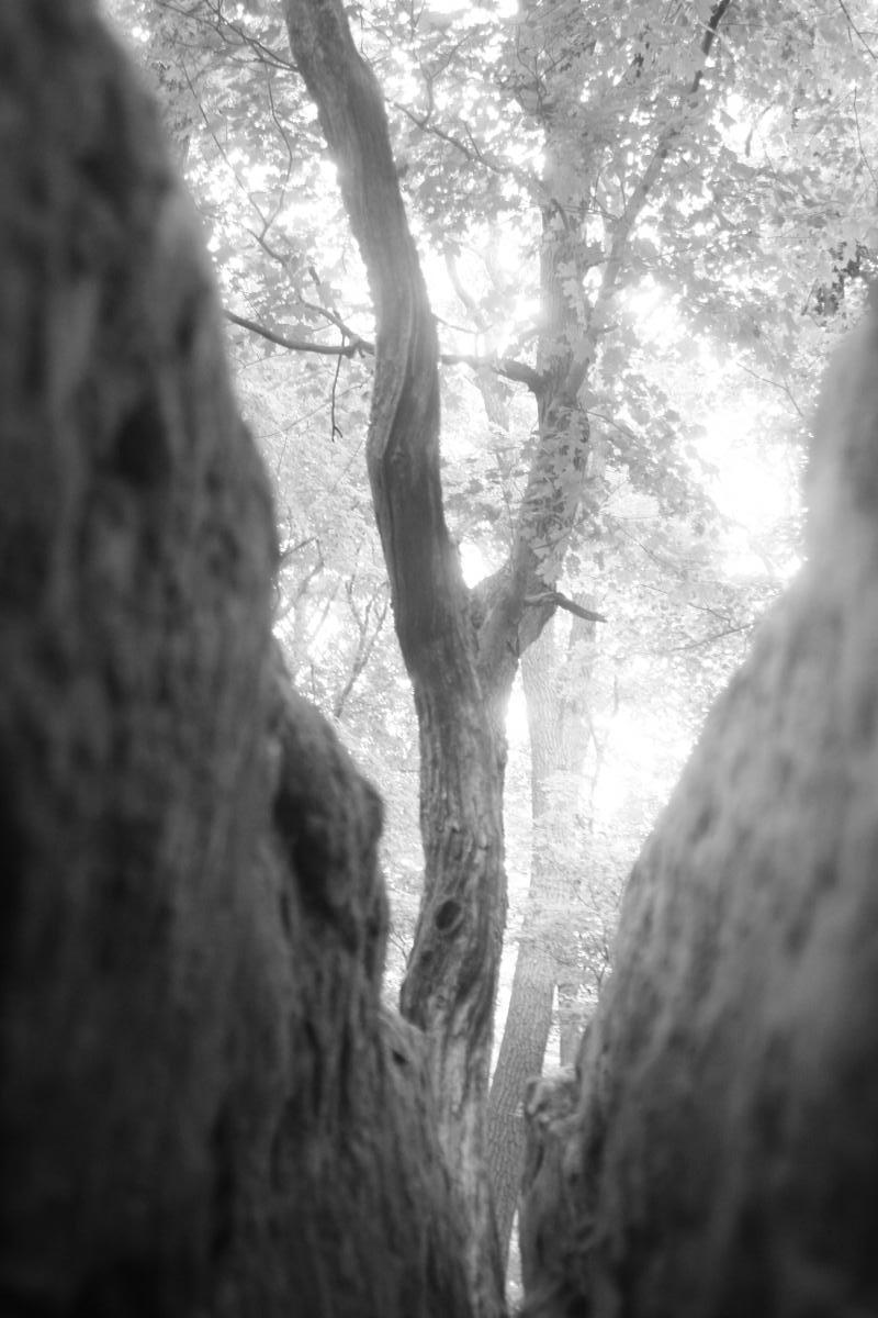 A black and white image capturing a view through a narrow gap between two tree trunks, showcasing a partially obscured tree in the background surrounded by foliage. The composition highlights the textures of the tree bark and the soft, diffused light filtering through the leaves above. Great Seal State Park mountain bike trail.