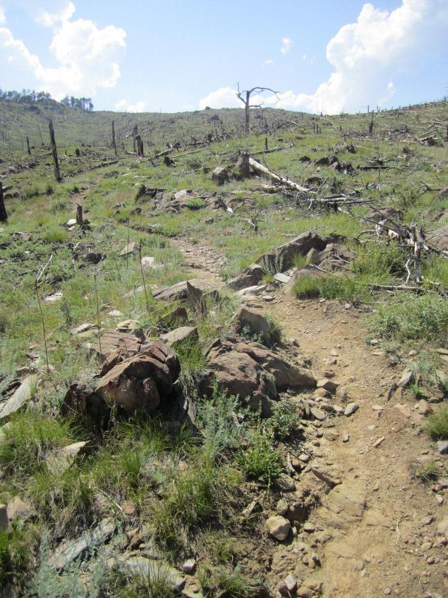 A rocky trail winding through a grassy area, featuring sparse vegetation and remnants of burnt trees under a bright blue sky with fluffy clouds. Ginny Trail mountain bike trail.
