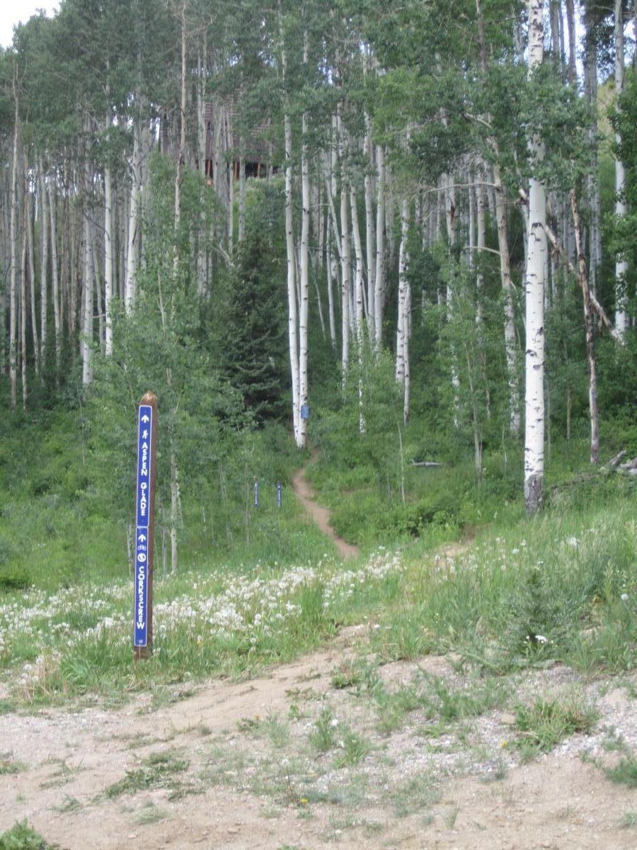 A narrow dirt path meanders through a lush, green forest populated by tall aspen trees. Blue trail signs are positioned along the path, indicating different trails like "Aspen Glide" and "Corkscrew." The foreground features a mix of grass and wildflowers, leading into denser foliage in the background. Beaver Creek Ski Resort mountain bike trail.