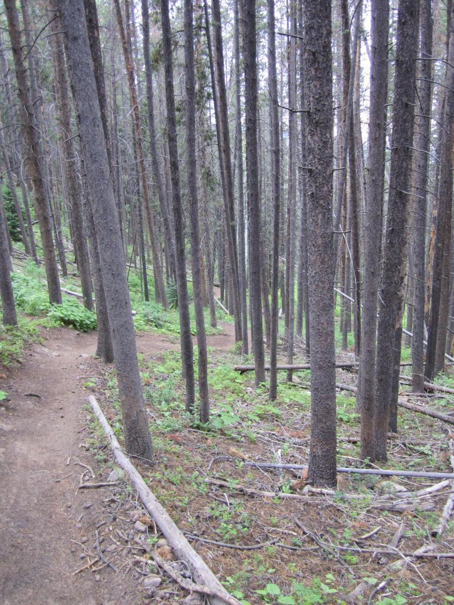 A narrow dirt trail winding through a dense forest of tall, thin trees, with patches of greenery and fallen branches on the forest floor. The scene is set on a cloudy day, creating a serene, natural atmosphere. Beaver Creek Ski Resort mountain bike trail.