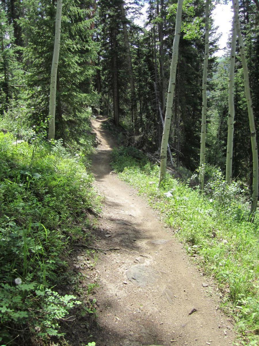 A dirt trail winding through a lush forest, flanked by tall trees and vibrant greenery under a clear blue sky. The path is well-defined and leads deeper into the woods, inviting exploration. Beaver Creek Ski Resort mountain bike trail.