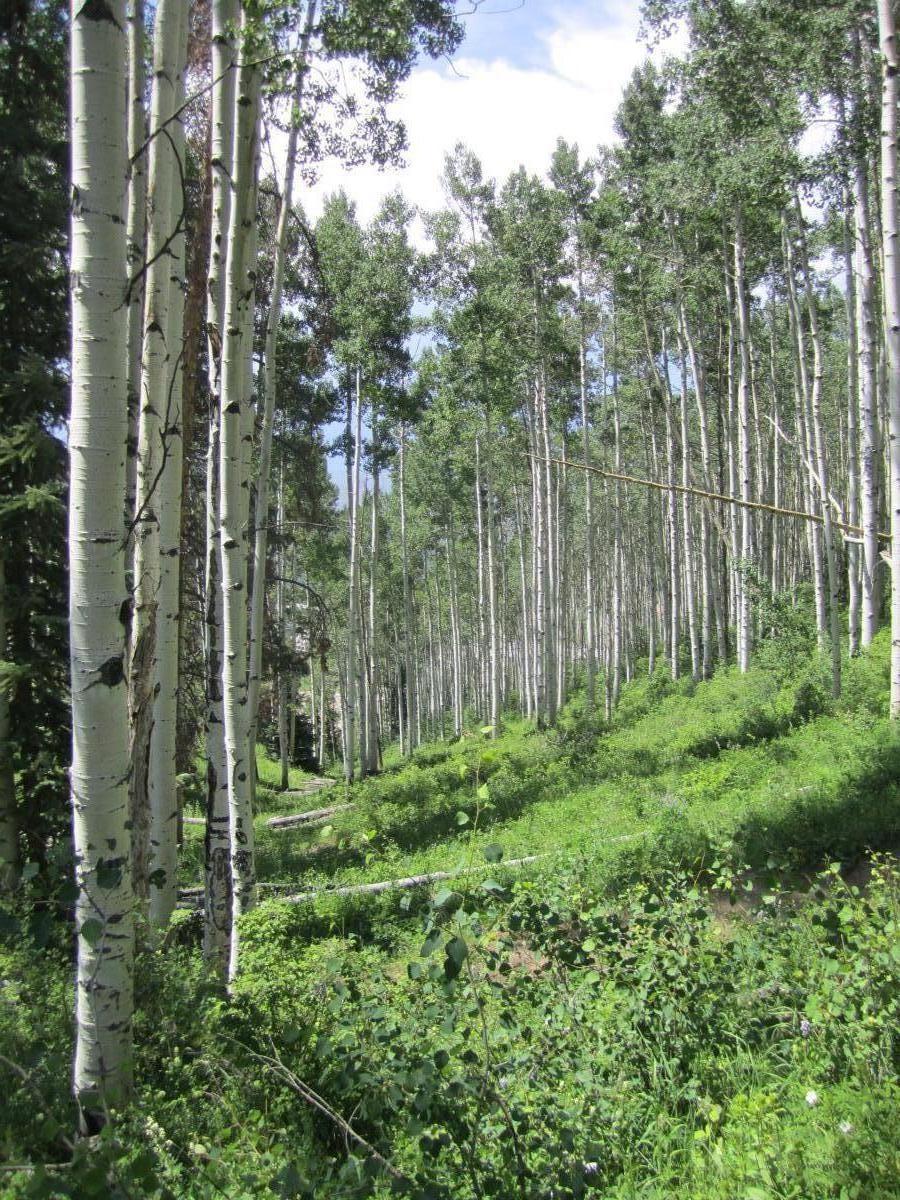 A serene forest scene featuring tall, slender aspen trees with white bark and vibrant green foliage. Sunlight filters through the leaves, illuminating the lush undergrowth, which includes various green plants and bushes. The landscape appears peaceful and inviting, with a clear sky visible in the background. Beaver Creek Ski Resort mountain bike trail.