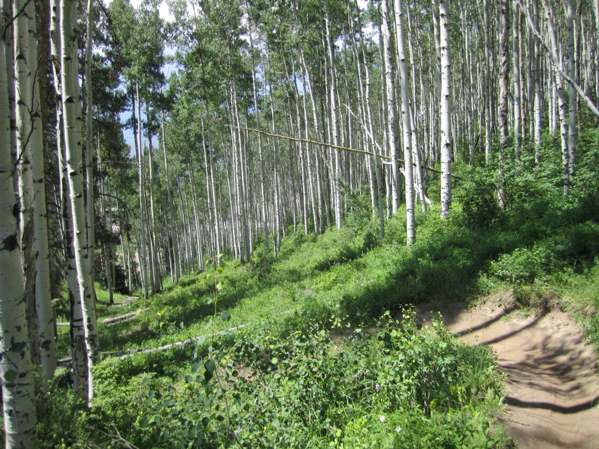A scenic view of a dense forest of tall aspen trees with white bark and vibrant green leaves. The ground is covered in lush greenery, and a narrow dirt path winds through the trees, inviting exploration. Bright blue skies peek through the canopy, enhancing the serene atmosphere of the natural landscape. Beaver Creek Ski Resort mountain bike trail.