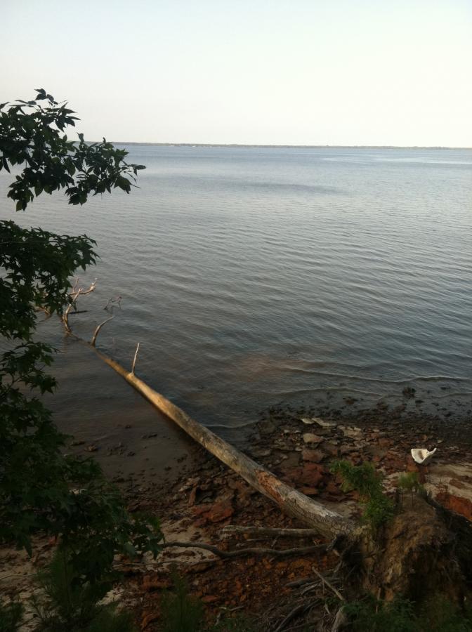 A serene view of a calm body of water, with a fallen tree extending into the water. The shoreline features pebbles and sandy patches, surrounded by greenery from nearby plants and trees. The sky is light, suggesting a peaceful early evening atmosphere. Flanners Beach Loop mountain bike trail.