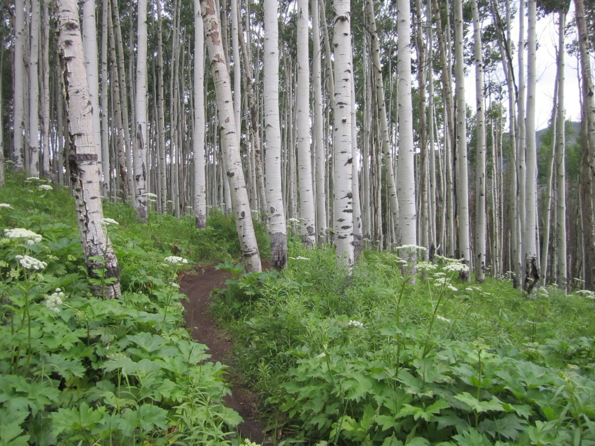 A tranquil forest scene featuring tall white aspen trees with smooth bark, surrounded by lush greenery and blooming wildflowers. A narrow dirt path winds through the foliage, inviting exploration. The sky is cloudy, adding a serene atmosphere to the woodland surroundings. Vail Mountain Bike Park mountain bike trail.