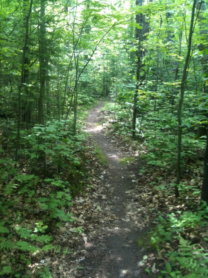 A narrow dirt path winding through a lush green forest, surrounded by tall trees and foliage, with sunlight filtering through the leaves. Some fallen leaves cover the ground, indicating the richness of the natural environment. Rock Lake mountain bike trail.