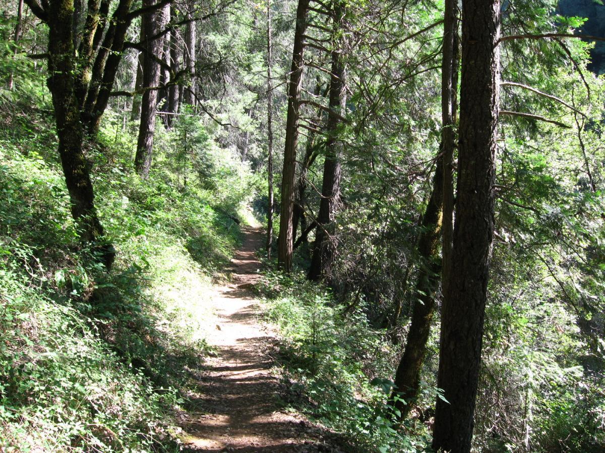 A narrow dirt path winding through a lush, green forest, surrounded by tall trees and dense vegetation. Sunlight filters through the foliage, creating a dappled light effect on the ground. Old Flume Trail / South Yuba Trail mountain bike trail.