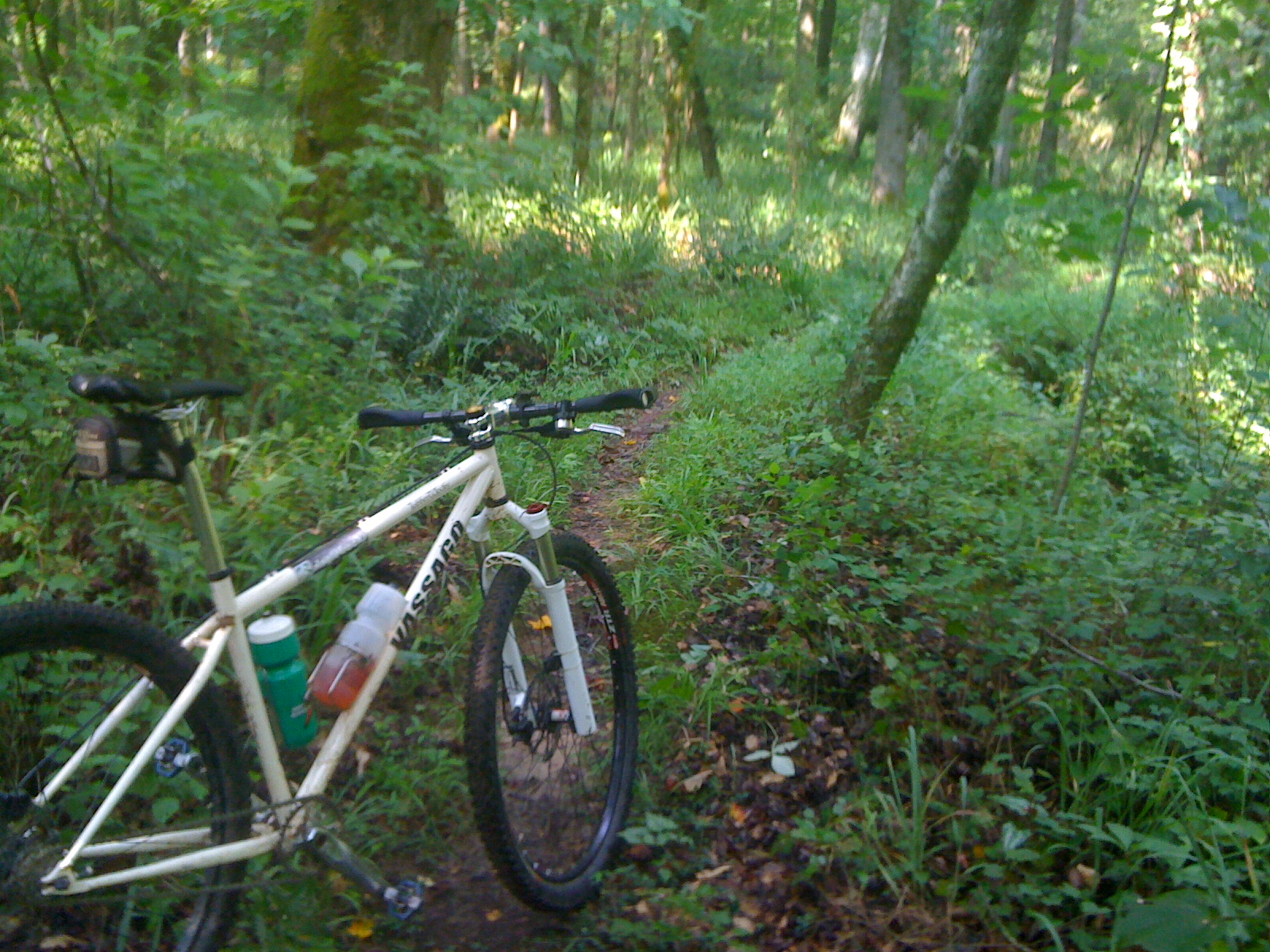 A white mountain bike parked on a narrow, winding trail surrounded by lush greenery in a forested area. Sunlight filters through the trees, illuminating the rich textures of the plants and the bike.