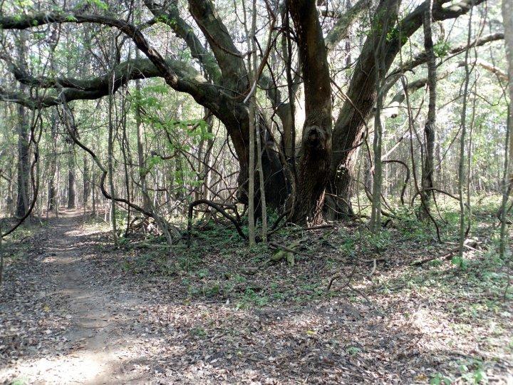 A large, ancient tree stands prominently in a wooded area, surrounded by twisting vines and greenery. A narrow dirt path winds through the forest, leading deeper into the trees, with patches of sunlight filtering through the leaves above. Fallen leaves cover the ground, adding to the natural, tranquil atmosphere. Loblolly Loop mountain bike trail.