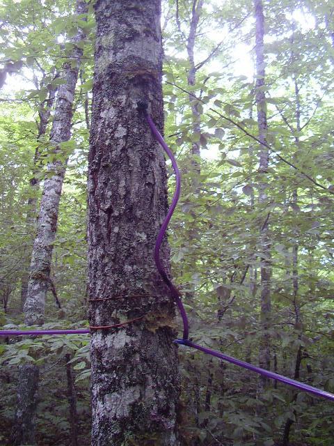 A close-up view of a tree trunk in a forest with purple tubing attached. The tubing is inserted into the tree and runs along the trunk, surrounded by green foliage and other trees in the background. Woodsy Western mountain bike trail.