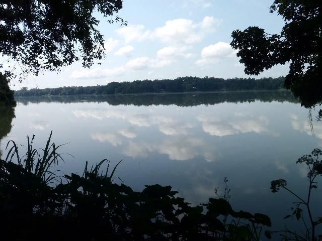 A serene view of a calm lake reflecting fluffy white clouds and a tree-lined horizon, framed by leafy plants in the foreground. The scene captures a peaceful and tranquil atmosphere on a sunny day. Alligator Alley mountain bike trail.