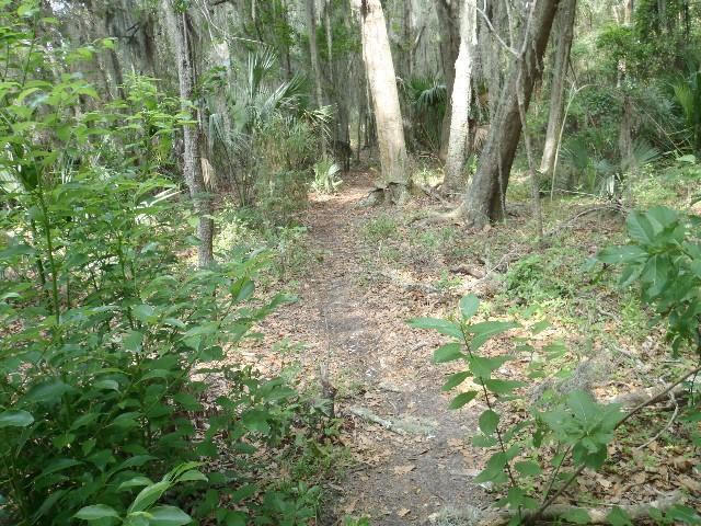 A narrow dirt path winding through a lush forest, surrounded by various green plants and trees, with scattered leaves on the ground and dappled sunlight filtering through the foliage. Alligator Alley mountain bike trail.