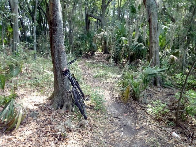 A mountain bike leaning against a tree along a narrow dirt trail in a wooded area, surrounded by dense greenery and palm plants. Sunlight filters through the trees, creating a serene natural setting. Alligator Alley mountain bike trail.