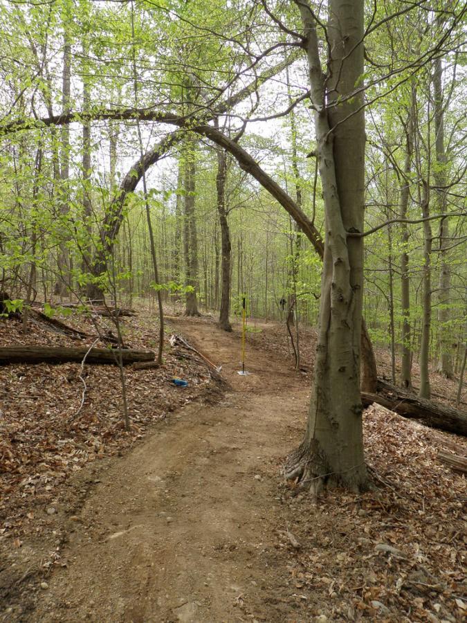 A dirt trail winding through a wooded area with lush green leaves. An arching branch creates a natural entrance, and a surveying pole stands along the path with a person visible in the background, suggesting an outdoor project or exploration. The ground is covered with fallen leaves and tree debris. Meadowood mountain bike trail.