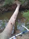 A fallen tree extends over a shallow creek, with bicycle handlebars visible in the foreground. The scene is surrounded by greenery, indicating a natural outdoor environment. Ira B Melton mountain bike trail.