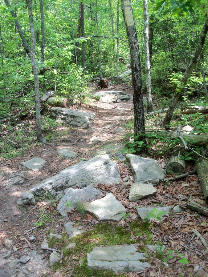 A winding dirt trail surrounded by lush green foliage and trees, with scattered rocks and patches of moss along the path. Sunlight filters through the canopy, creating dappled light effects on the ground. Azalea mountain bike trail.