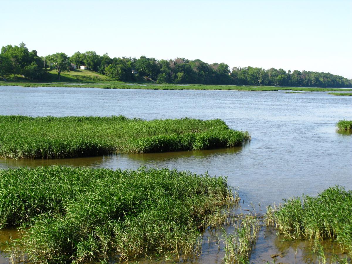 A serene river landscape featuring vibrant green grass and water. The river flows gently, with patches of grass emerging from the water, while a tree-lined bank can be seen in the background under a clear blue sky. Farnsworth mountain bike trail.