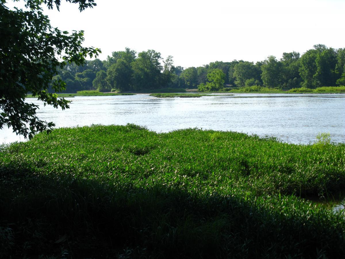 A tranquil riverside view with lush green vegetation and calm water under soft sunlight. The image features a gentle curve of the river, bordered by greenery and trees in the background, creating a serene natural scene. Farnsworth mountain bike trail.