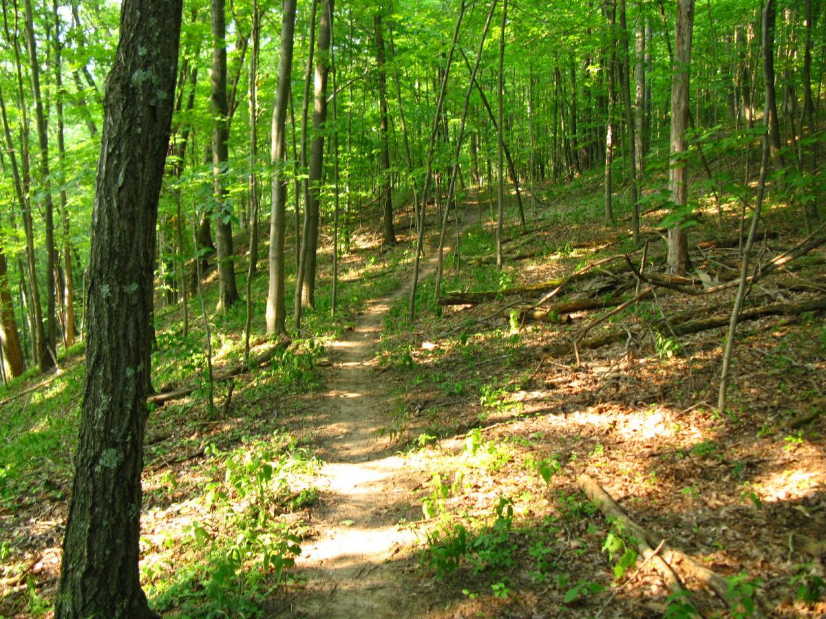 A narrow dirt path winding through a lush green forest, surrounded by tall trees and sunlight filtering through the leaves, with patches of sunlight illuminating the ground and scattered fallen branches. Strouds Run State Park mountain bike trail.