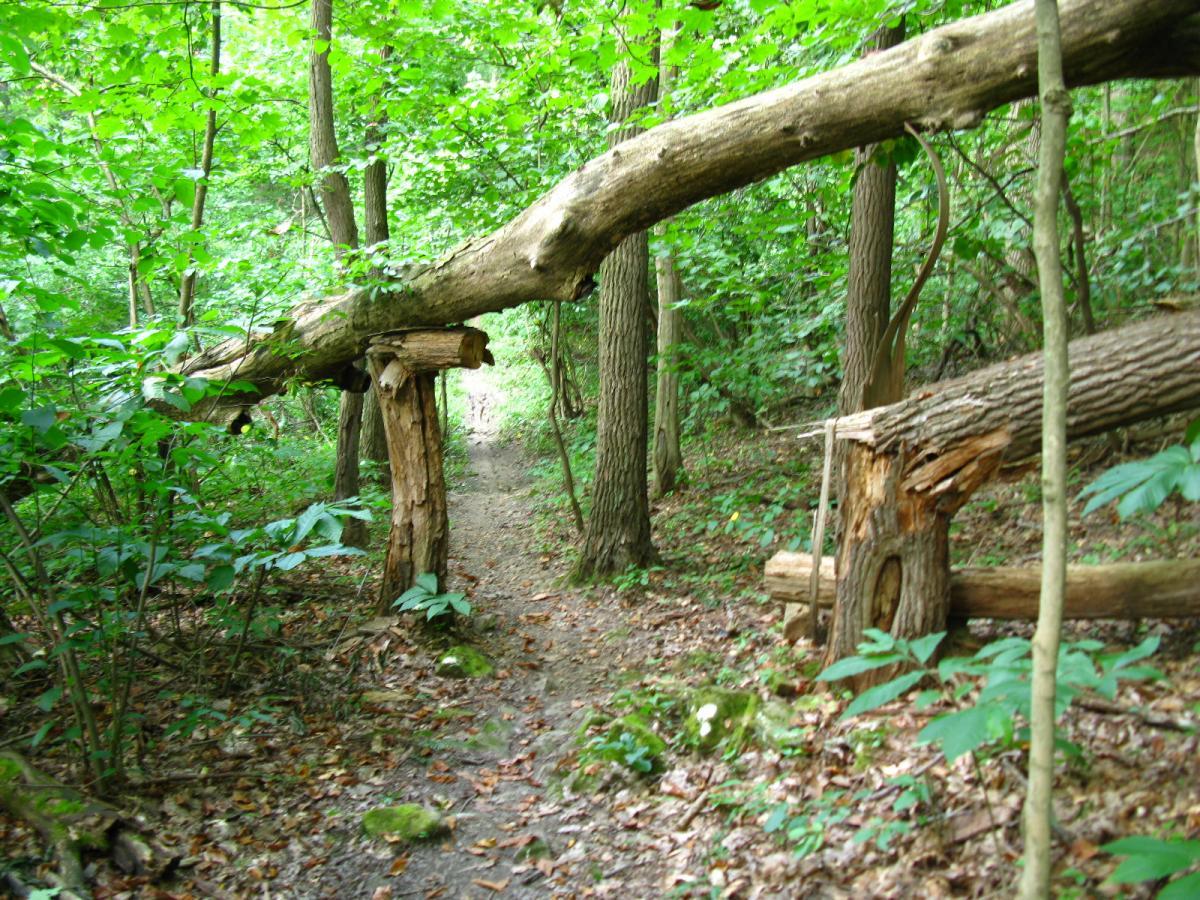 A fallen tree arching over a dirt path surrounded by lush green foliage and underbrush in a forest setting. Strouds Run State Park mountain bike trail.
